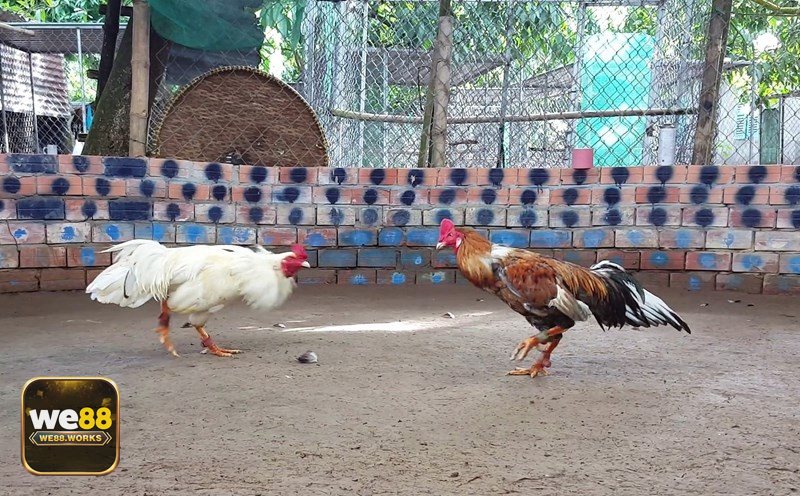 Đá Gà we88 - Đá gà Thomo chuyên nghiệp, quy mô lớn
