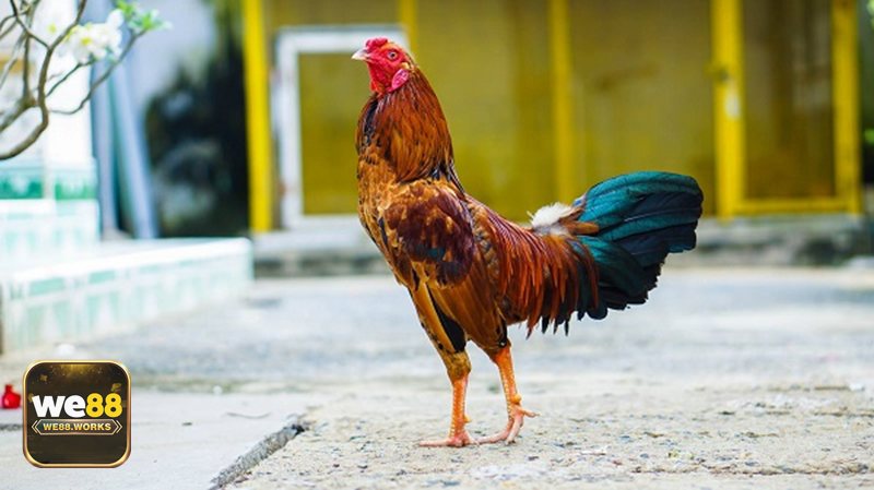 Đá Gà Thomo - Trải nghiệm trực tuyến tại nhà cái we88